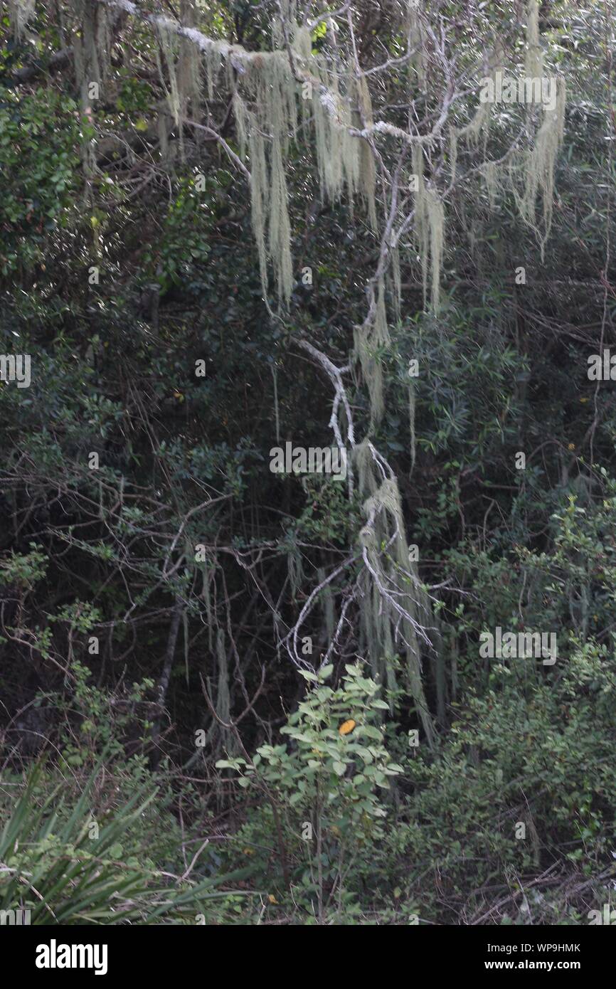 Old Man`s Beard (Usnea barbata) in a riverine forest at  Natures Landing, Kenton-on-Sea, Eastern Cape, South Africa Stock Photo